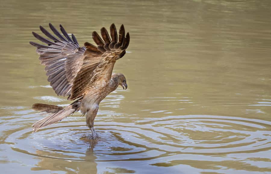 Darwin: Adelaide River Cruises, Jumping Crocodile Experience - Who This Crocodile Cruise Is Best For (And Who Should Skip It)