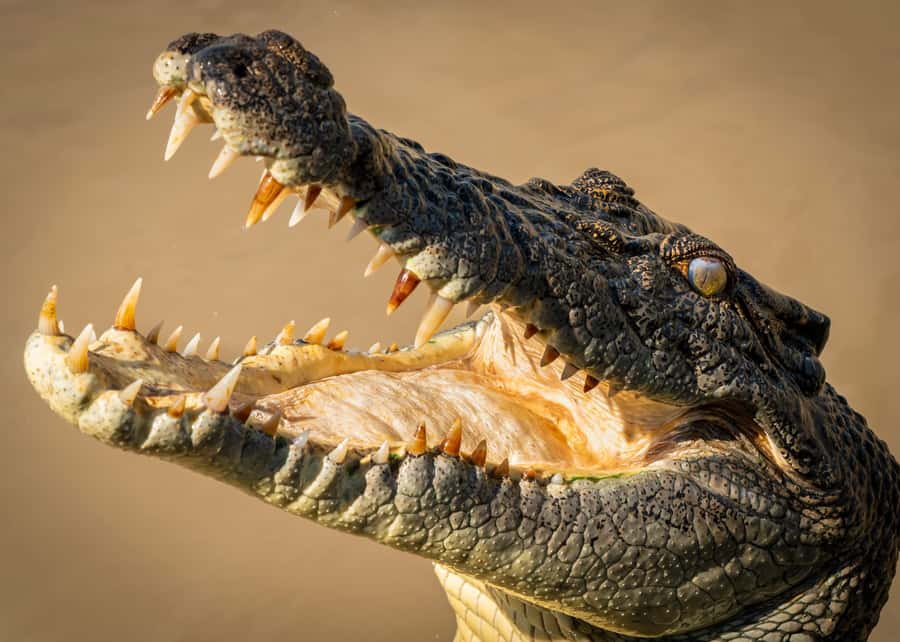 Darwin: Adelaide River Cruises, Jumping Crocodile Experience - The 1-Hour Cruise Format That Keeps Everyone Watching