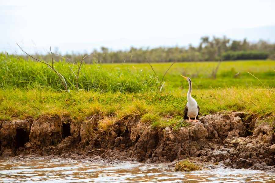 Darwin: Adelaide River Half-Day Jumping Crocs Cruise - FAQ