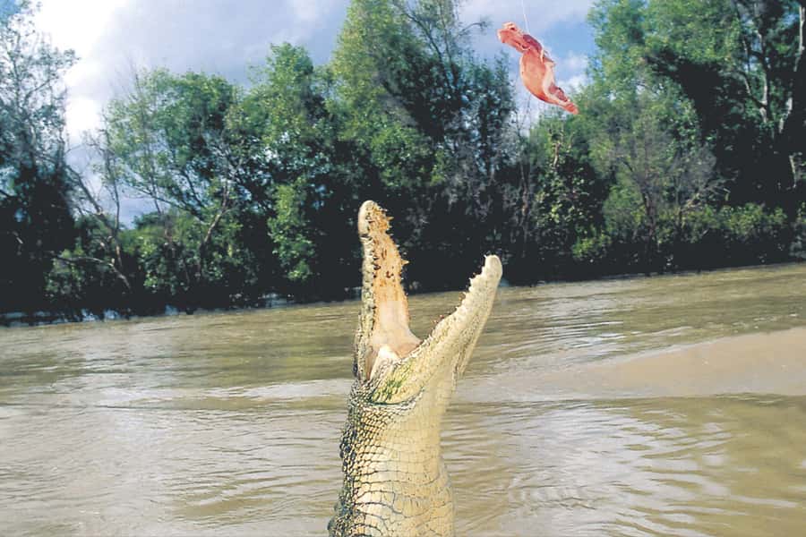 Darwin: Adelaide River Half-Day Jumping Crocs Cruise - Saltwater Crocs Launching on the Adelaide River