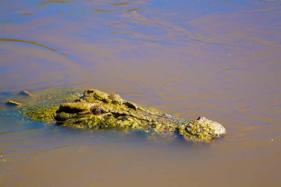 Darwin: Adelaide River Half-Day Jumping Crocs Cruise - Who This Half-Day Cruise Is For