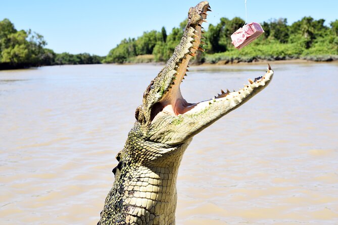 Darwin: Adelaide River Queen Original Jumping Crocodile Cruise - The Adelaide River crocodile show: jumping, feeding, and safe closeness