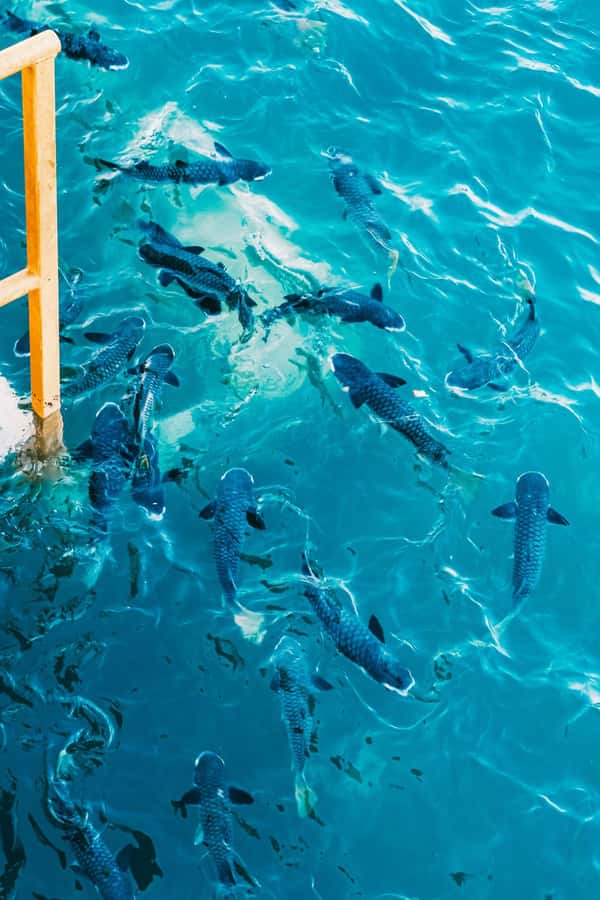 Darwin: Aquascene Fish Feeding Experience - Key takeaways before you go