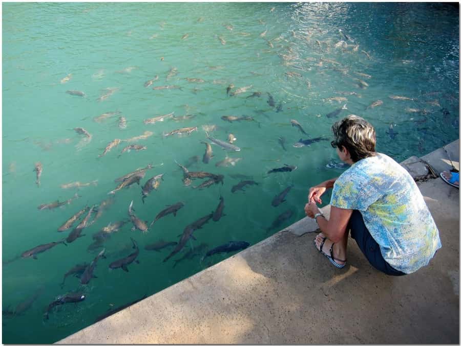 Darwin: Aquascene Fish Feeding Experience - Fish feeding at Doctors Gully: what the 3 hours feels like