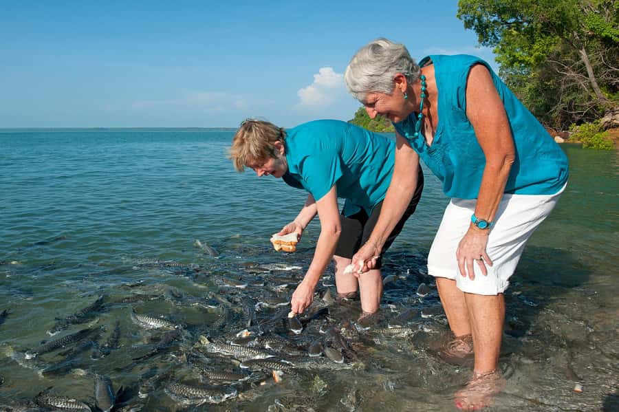Darwin: Aquascene Fish Feeding Experience - High tide timing and why it changes your visit