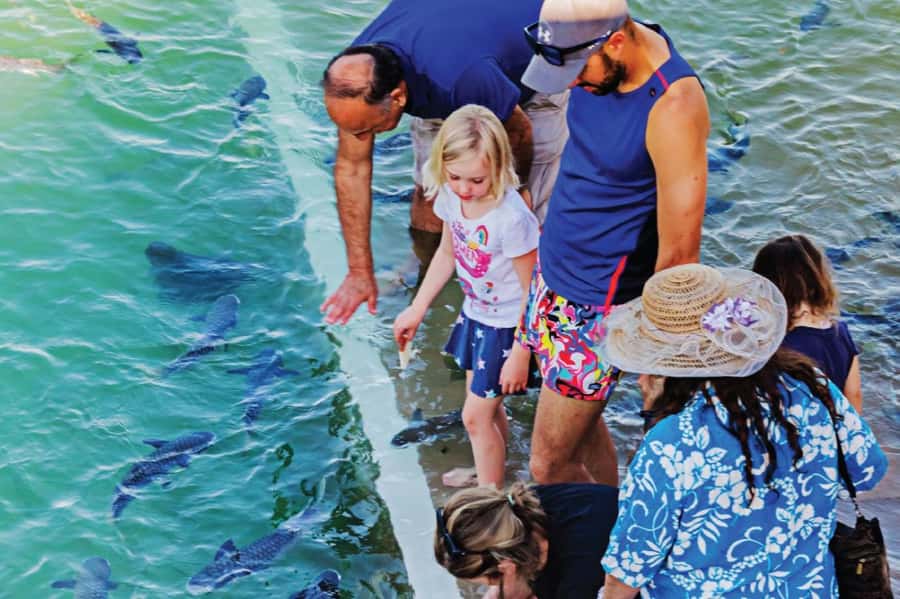 Darwin: Aquascene Fish Feeding Experience - Meeting the fish and learning on the spot