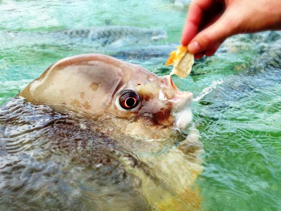 Darwin: Aquascene Fish Feeding Experience - Wheelchair access, family logistics, and who should go