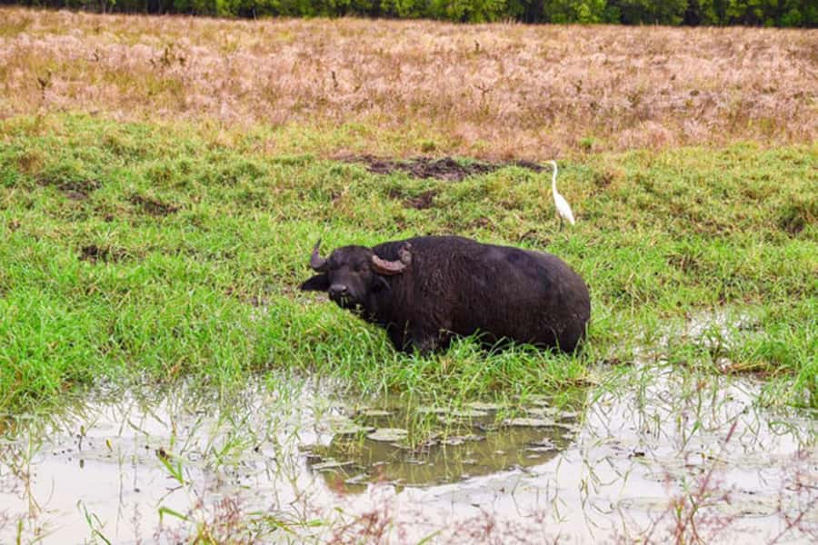 Darwin: Jumping Crocodile Adventure Cruise with Lunch - Key highlights