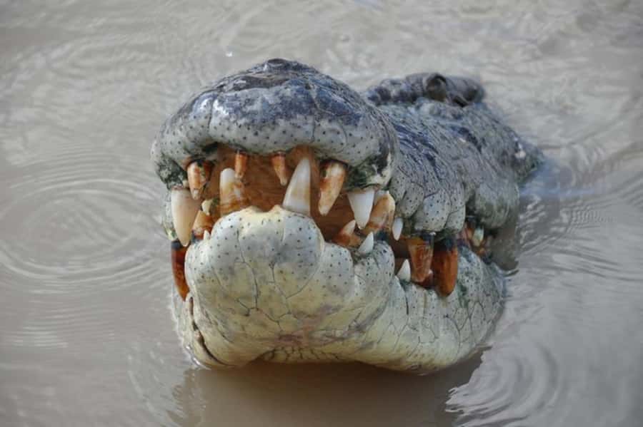 Darwin: Jumping Crocodile Adventure Cruise with Lunch - Crocs on the Adelaide River, with lunch at Humpty Doo Pub