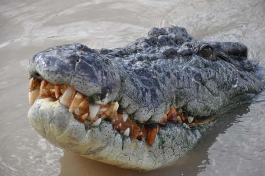 Darwin: Jumping Crocodile Adventure Cruise with Lunch - The Adelaide River jumping croc cruise: what you’re actually seeing