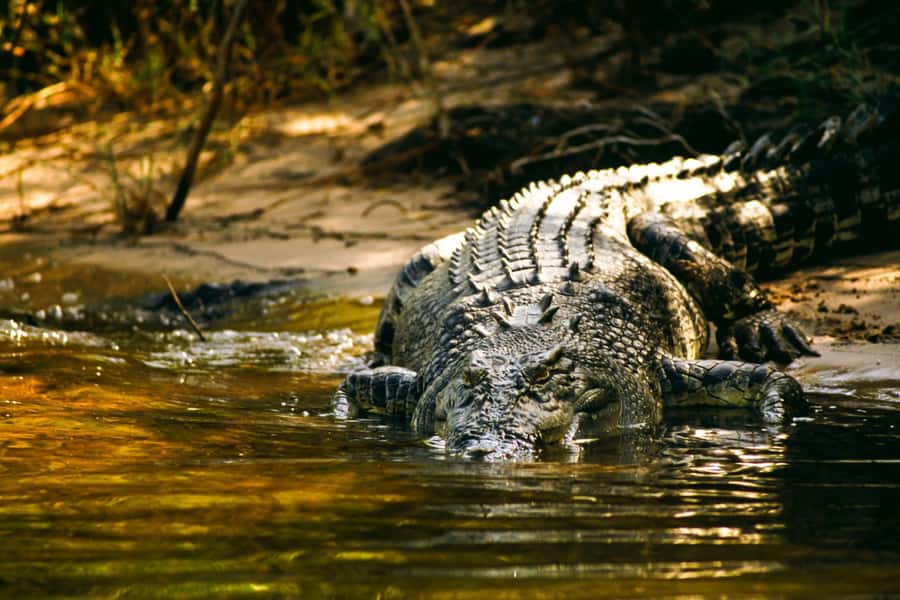 Darwin: Jumping Crocodile Cruise - Adelaide River jumping crocodiles, up close with no cage