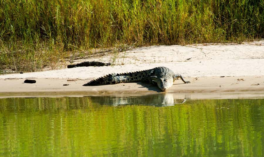 Darwin: Jumping Crocodile Cruise - Buffalo meat feeding: what it teaches you about hunting behavior