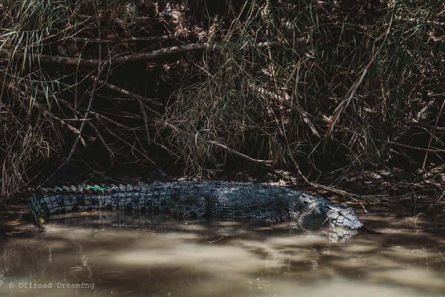 Darwin: Kakadu National Park Day Tour with Lunch - From Darwin to Kakadu, the smart way to see big country