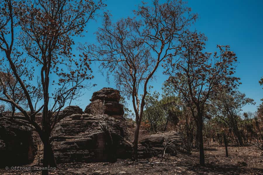 Darwin: Kakadu National Park Day Tour with Lunch - Guides matter: the style you’re likely to get on the day