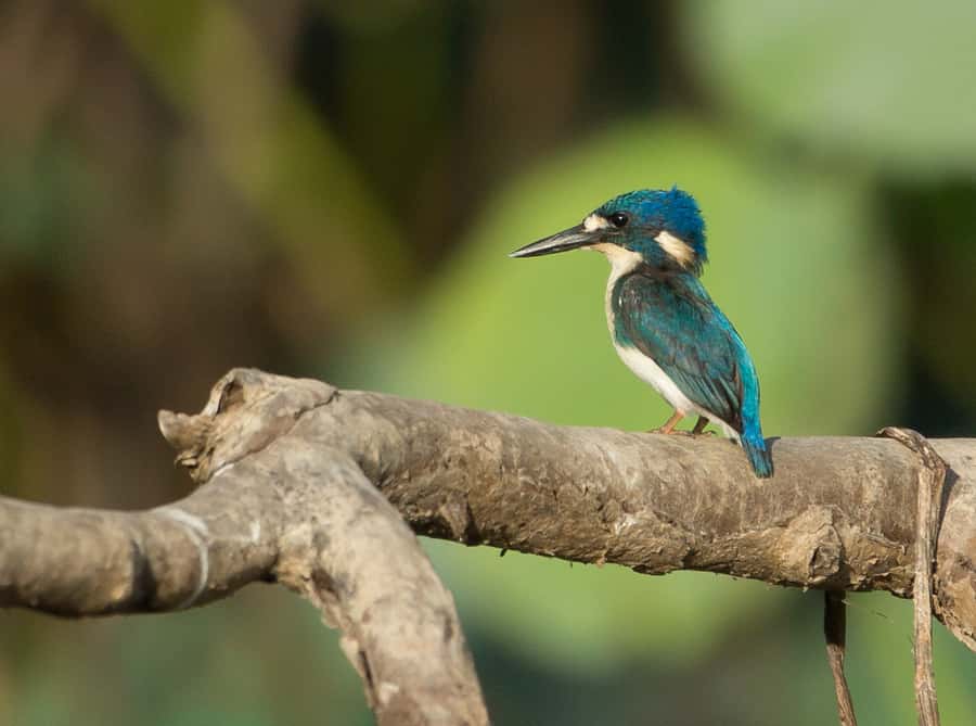 Darwin: Mary River Wetlands Wildlife Cruise with Lunch - Guide-led spotting: why small-group time helps your wildlife viewing