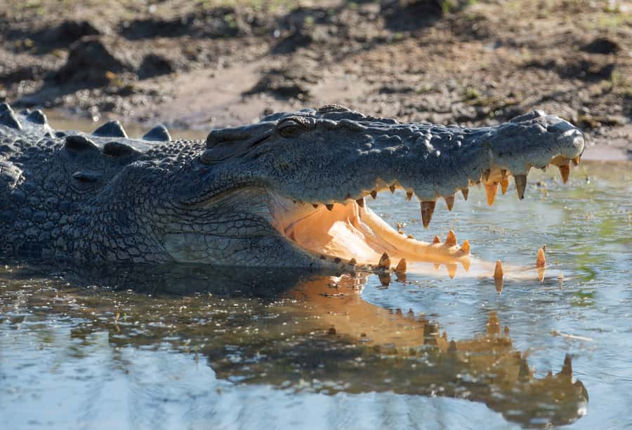 Darwin: Mary River Wetlands Wildlife Cruise with Lunch - Photography and binocular strategy for better croc and bird shots