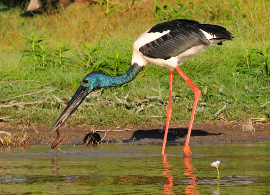 Darwin: Mary River Wetlands Wildlife Cruise with Lunch - Return to Darwin around 5 PM: plan your evening with margin