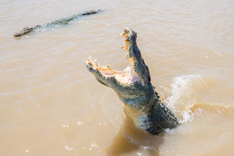 Darwin: Spectacular Jumping Crocodile Adelaide River Cruise - Adelaide River in One Hour: What You Actually Get