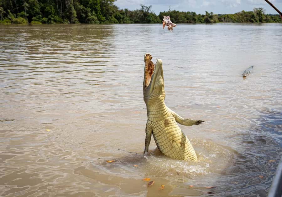 Darwin: The Croc Bus to the Famous Jumping Crocodile Cruise - Price and value: why $92 makes sense for a half-day in Darwin