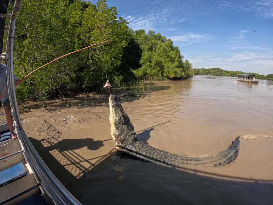 Darwin: The Croc Bus to the Famous Jumping Crocodile Cruise - Humpty Doo boxing croc stop: the classic photo moment