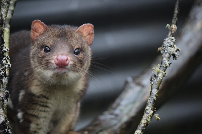 Day Keeper Tour - Seeing Tasmanian devils up close (and why timing matters)