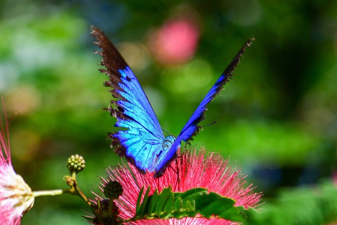 Day Tour to Paronella Park, Lake Barrine and Millaa Millaa Falls - Key highlights worth getting excited about