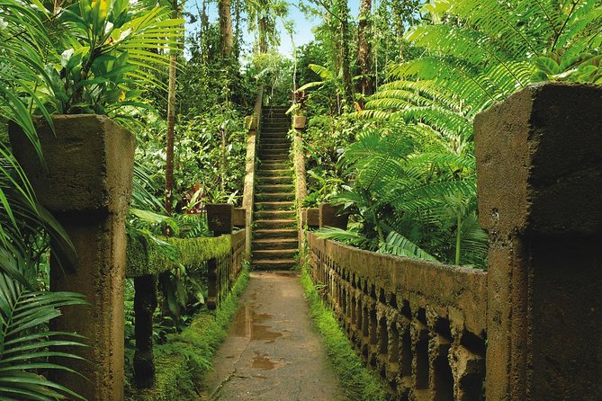 Day Tour to Paronella Park, Lake Barrine and Millaa Millaa Falls - Curtain Fig National Park: a 600-year-old photo stop with real character