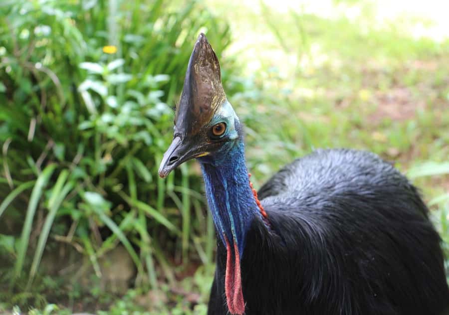 Day Trip: Rainforest & Aboriginal Culture Tour - Lunch and Comfort: What Works Over 10 Hours