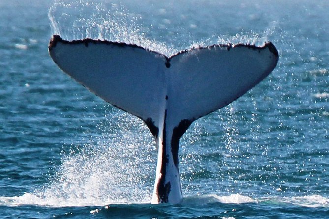 Deluxe Mega Fauna Humpback or Whaleshark Swim Ningaloo Reef - The mega fauna lottery, handled with a plan (humpback, manta, whale shark)