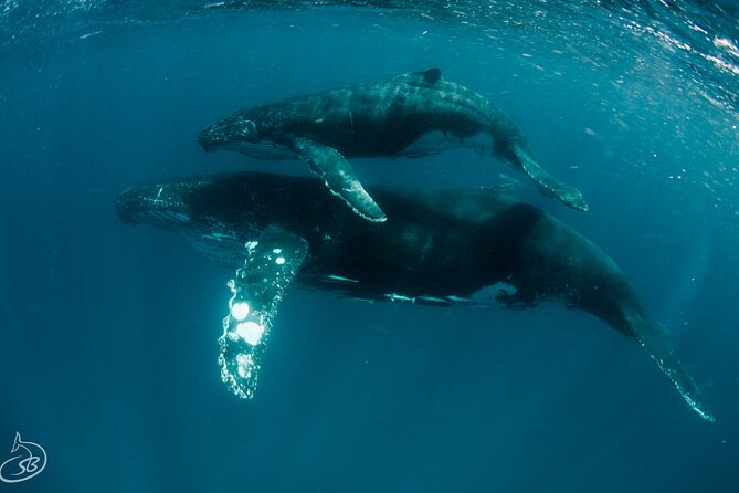 Deluxe Mega Fauna Humpback or Whaleshark Swim Ningaloo Reef - Stop 1 at Ningaloo Reef: why this one location still gives variety
