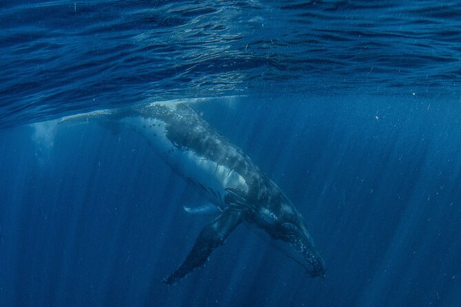 Deluxe Mega Fauna Humpback or Whaleshark Swim Ningaloo Reef - Who this is best for (and who should skip the whale swim hope)
