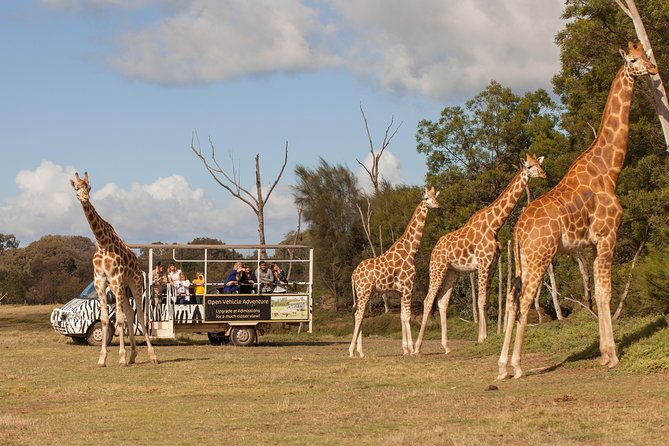 Deluxe Safari Adventure at Werribee Open Range Zoo - excl. entry - Deluxe Safari Adventure at Werribee Open Range Zoo: the real-world vibe