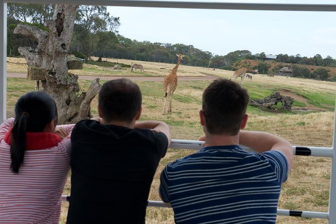 Deluxe Safari Adventure at Werribee Open Range Zoo - excl. entry - Weather, timing, and family fit for age 8+
