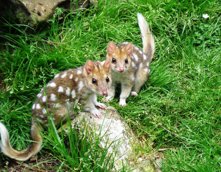 Devils at Cradle: Day Keeper Tour and Entry to Wildlife Park - Key highlights you should care about
