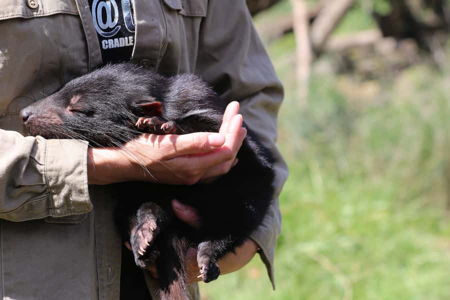 Devils at Cradle: Day Keeper Tour and Entry to Wildlife Park - Devils@Cradle at the gateway to Cradle Mountain