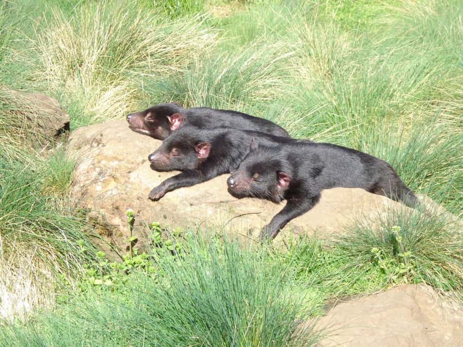 Devils at Cradle: Day Keeper Tour and Entry to Wildlife Park - Seeing Tasmanian devils, plus spotted-tail and eastern quolls