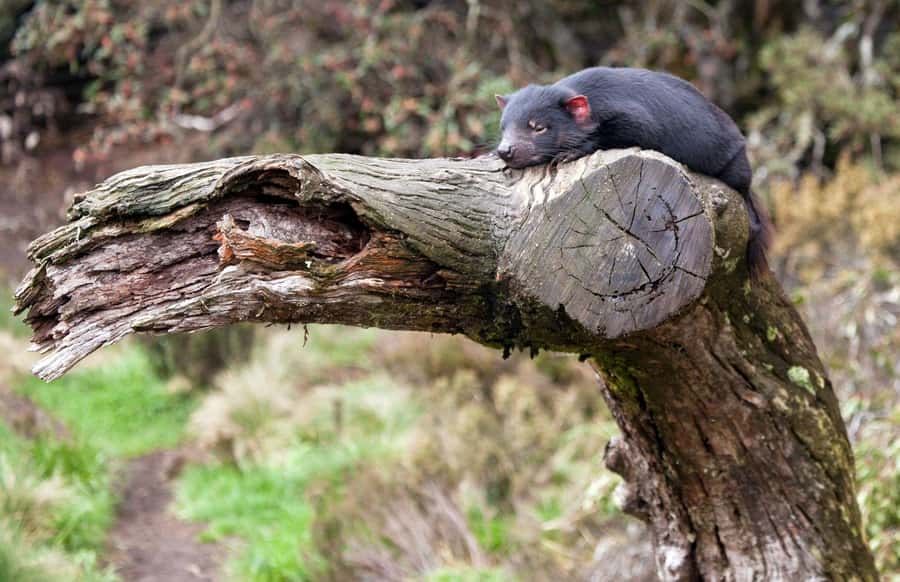 Devils at Cradle: Day Keeper Tour and Entry to Wildlife Park - Who this Day Keeper tour suits best