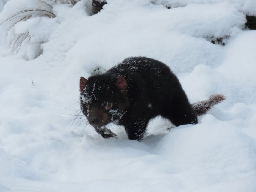 Devils at Cradle: Day Keeper Tour and Entry to Wildlife Park - Booking yes or no: should you do this tour?