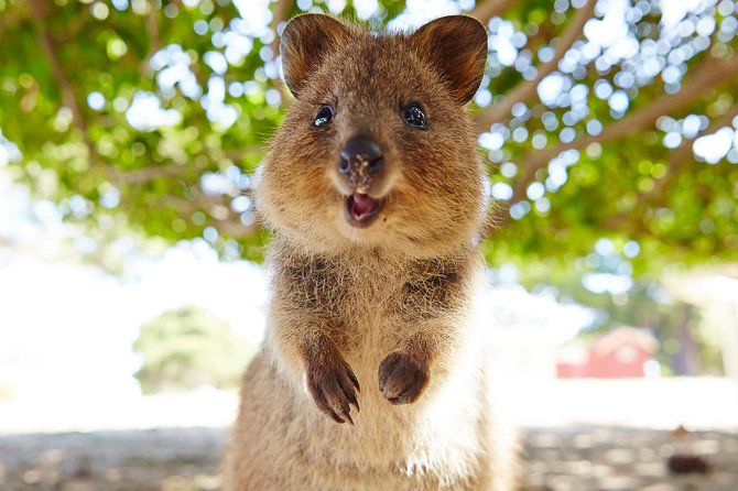 Discover Rottnest with Ferry & Bus Tour - Rottnest Without Car Stress: Ferry Plus Coach Equals an Easy Day