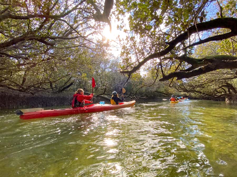 Dolphin Sanctuary and Ships Graveyard Kayak Tour - Key Things You’ll Notice on the Water