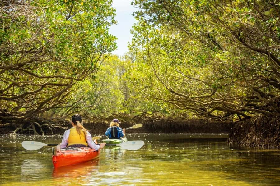 Dolphin Sanctuary and Ships Graveyard Kayak Tour - Garden Island: Where Adelaide’s Water World Gets Quiet