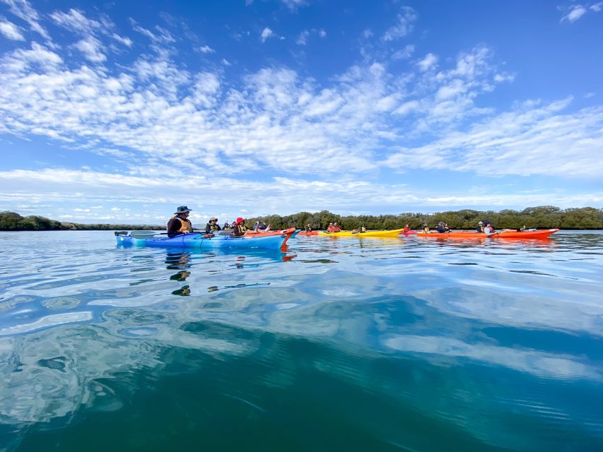 Dolphin Sanctuary and Ships Graveyard Kayak Tour - When the Dolphins Show Up: How to Enjoy the Moment