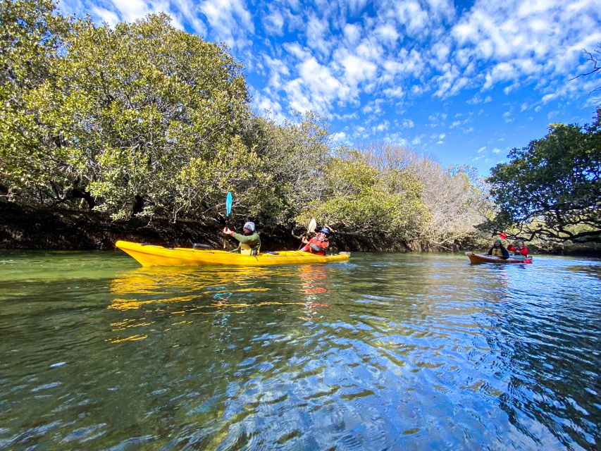 Dolphin Sanctuary and Ships Graveyard Kayak Tour - Ships Graveyard Maritime Heritage Trail: Shipwrecks You Can Actually See