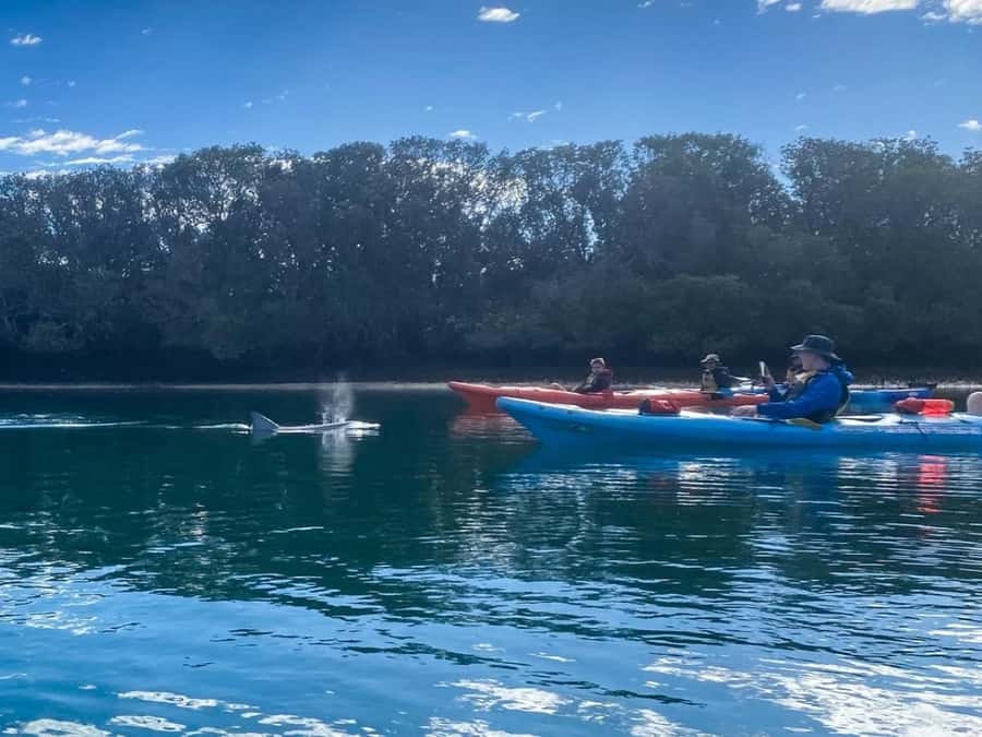 Dolphin Sanctuary and Ships Graveyard Kayak Tour - Wildlife Beyond Dolphins: Birds and Marine Life on the Same Route