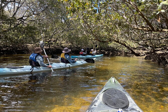 Dolphin Sanctuary Kayak Tour Adelaide - Key highlights worth showing up for