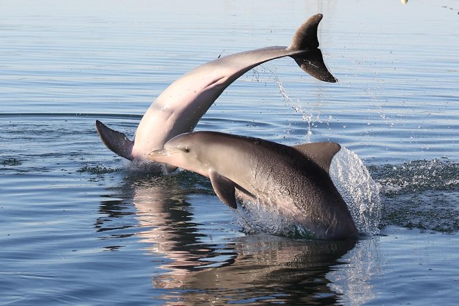 Dolphin Sanctuary Kayak Tour Adelaide - Meeting at Angas Inlet Boat Club, timing, and how to find the start