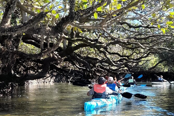 Dolphin Sanctuary Kayak Tour Adelaide - Dolphin sightings: how to manage expectations without killing the magic