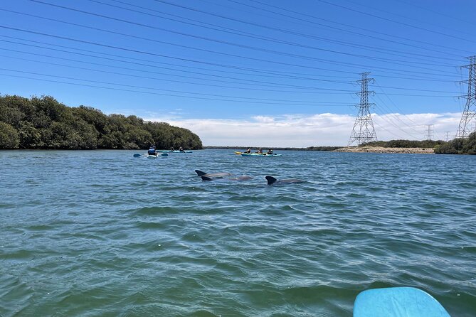 Dolphin Sanctuary Kayak Tour Adelaide - Route changes, weather limits, and why your day might run slightly differently