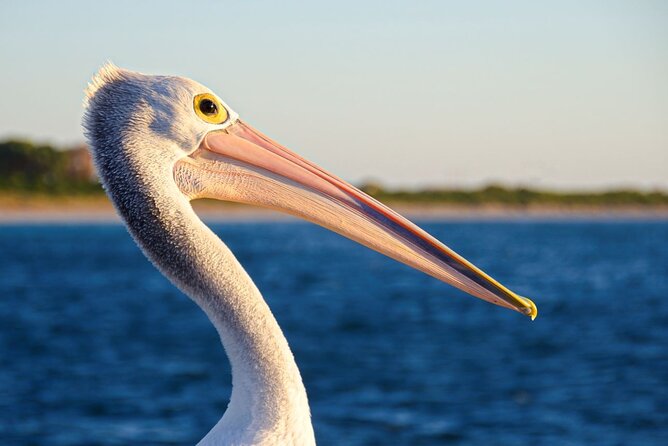 Dolphin, Sea Lion and Penguin Island Cruise - The crew effect: what the best guides do on board