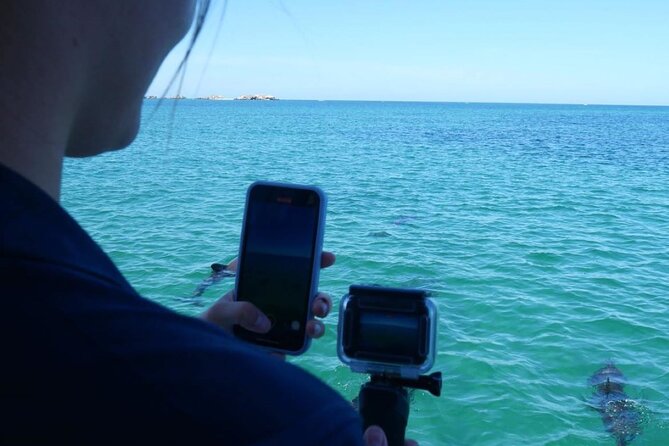Dolphin, Sea Lion and Penguin Island Cruise - Price and group size value: what $43 buys you